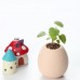 Cute Egg Shaped Potted Plants Home Garden Plant Desktop Bonsai Decor Flowery   282953130118